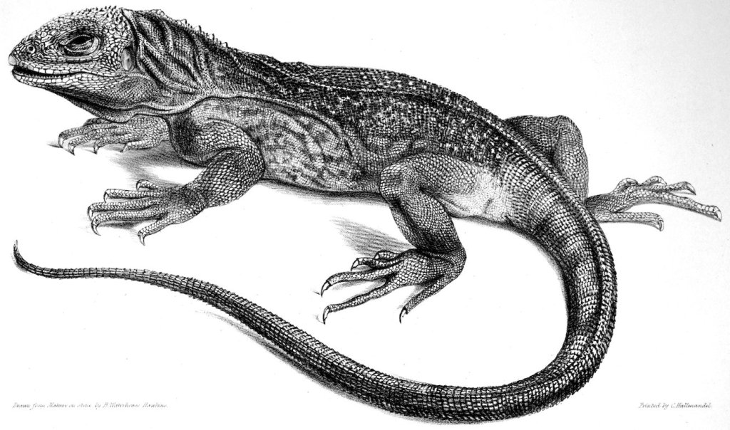 A black and white illustration of a large lizard